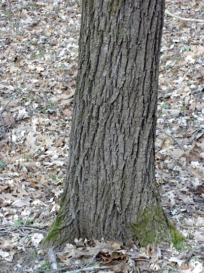{Juglans nigra}